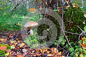 Boletus scaber (Leccinum scabrum) under the old birch