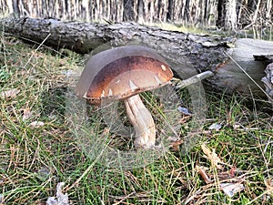 Boletus Steinpilz autumn forest