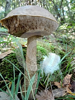A boletus tasted by insects
