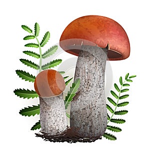 Boletus vector mushrooms