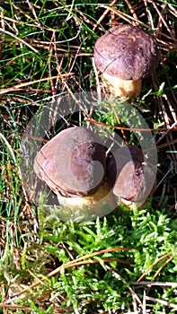 Boletus Wild Mushroom