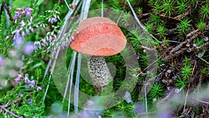 Boletuses orange-cap in summer forest