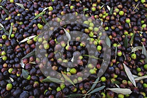 Bolgheri, Tuscany, olive harvest to produce the famous extra virgin olive oil