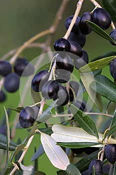 Bolgheri, Tuscany, olive harvest to produce the famous extra virgin olive oil