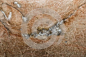 Bolii cave ceiling with small stalactites