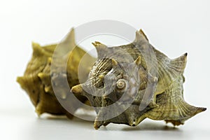 Bolinus brandaris, an edible marine gastropod photo