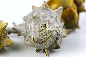 Bolinus brandaris, an edible marine gastropod photo