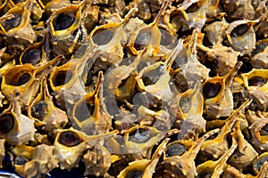 Bolinus brandaris sea snails on market stall