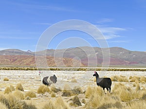 Bolivia, Andes region, llama