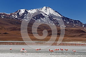 Bolivia - Eduardo Avaroa National Park