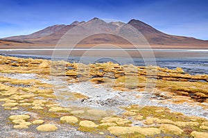 Bolivia, Laguna Blanca, Lake in the Sur Lipez province, Potosi Department