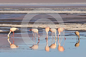 Bolivia, Laguna Colorada, the Puna Flamingo, Phoenicoparrus Jamesi photo
