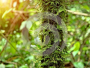 Bolivia - old fern trees in National Park Amboro photo