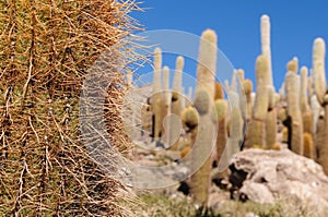 Bolivia - Salar de Uyuni