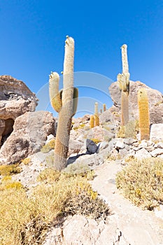 Bolivia Uyuni cactus of Incahuasi island
