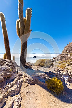 Bolivia Uyuni Incahuasi island cactus