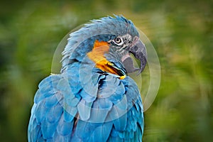 Bolivia wildlife, big blue parrot. Blue-throated macaw, Ara glaucogularis, also known Caninde macaw or Wagler`s macaw, is a macaw