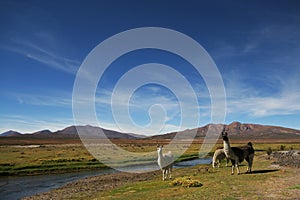 Bolivian Altiplano photo