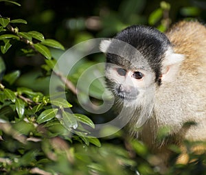 Bolivian black capped squirrel monkey, Saimiri Boliviensis