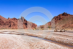 Bolivian canyon near Tupiza,Bolivia photo