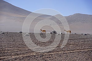 Bolivian desert with rocks and arid landscape