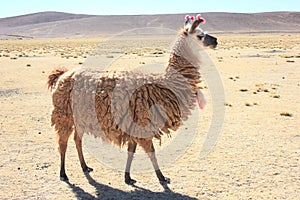 Bolivian Lama