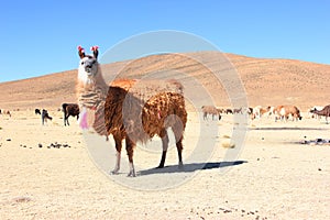 Bolivian Lama