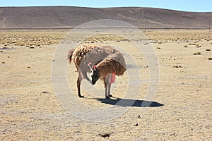 Bolivian Lama Scratching its Face