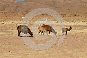 Bolivian llama breeding,Bolivia