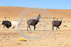 Bolivian llama breeding,Bolivia