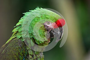 Bolivian military macaw (Ara militaris boliviana).