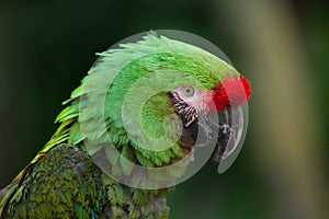 Bolivian military macaw (Ara militaris boliviana).