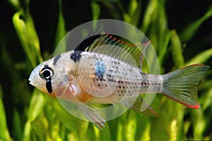 Bolivian Ram Cichlid