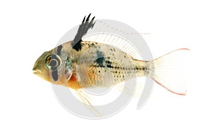 Bolivian Ram Cichlid isolated photo