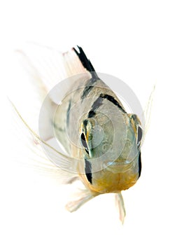 Bolivian Ram Cichlid isolated photo