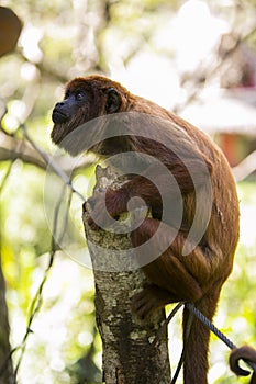 Bolivian red howling monkey in Yungas, Coroico, Bolivia