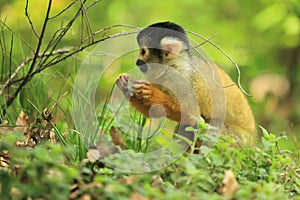 Bolivian squirrel monkey