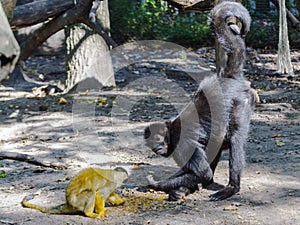 Bolivian squirrel monkey and Black-headed spider monkey