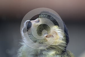 Bolivian Squirrel Monkey