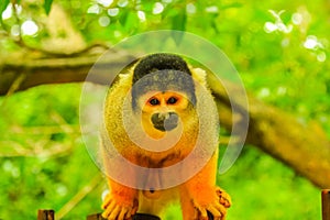 Bolivian Squirrel Monkey