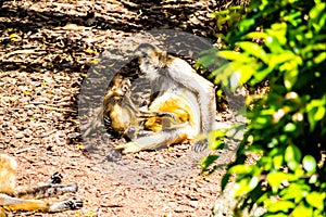 Bolivian squirrel monkey mom and young. Auckland Zoo Auckland New Zealand