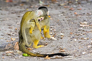 Bolivian squirrel monkey mother and her baby