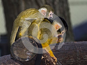 Bolivian squirrel monkey mother and her baby