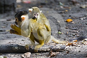 Bolivian squirrel monkey mother and her baby