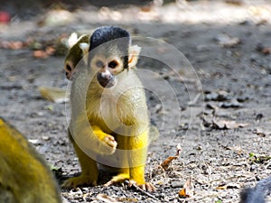 Bolivian squirrel monkey mother and her baby