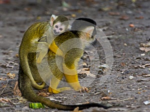 Bolivian squirrel monkey mother and her baby