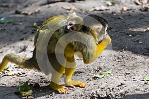 Bolivian squirrel monkey mother and her baby