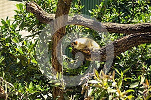 Bolivian squirrel monkey saimiri boliviensis