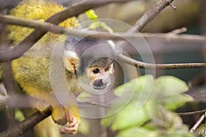 Bolivian Squirrel Monkey (Saimiri boliviensis boliviensis)