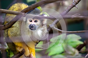 Bolivian Squirrel Monkey (Saimiri boliviensis